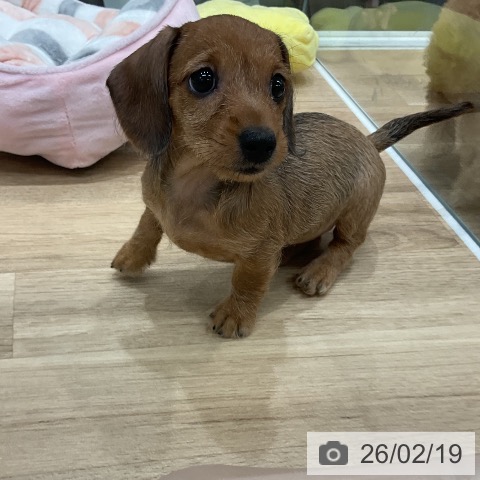 福岡県のカニンヘンダックスフンド(ロング) (ペットプラス 八幡東店/2025年12月18日生まれ/女の子/レッド)の子犬の3枚目の画像