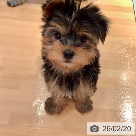 ヨークシャー・テリアの写真