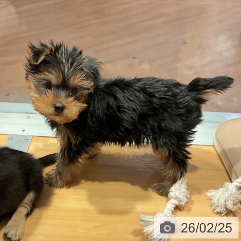 愛知県のヨークシャーテリア (ペットプラス 名古屋茶屋店/2025年12月19日生まれ/男の子/スチールブルータン)の子犬の3枚目の画像