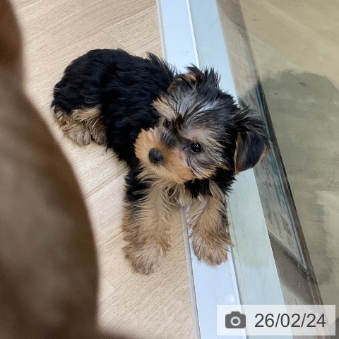 愛知県のヨークシャーテリア (ペットプラス mozoワンダーシティ店/2025年12月19日生まれ/男の子/スチールブルータン)の子犬の3枚目の画像