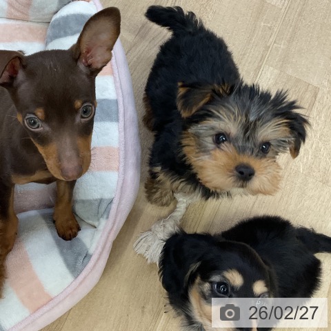 愛知県のヨークシャーテリア (ペットプラス mozoワンダーシティ店/2025年12月19日生まれ/男の子/スチールブルータン)の子犬の3枚目の画像