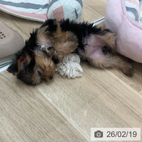 福岡県のヨークシャーテリア (ペットプラス 八幡東店/2025年12月19日生まれ/女の子/スチールブルータン)の子犬の4枚目の画像