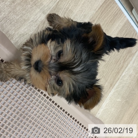 福岡県のヨークシャーテリア (ペットプラス 八幡東店/2025年12月19日生まれ/女の子/スチールブルータン)の子犬の3枚目の画像