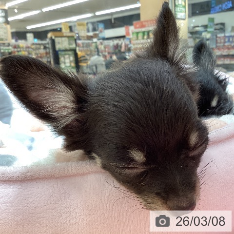 石川県のチワワ(ロング) (ペットプラス 新小松店/2025年12月19日生まれ/男の子/チョコレートタンホワイト)の子犬の4枚目の画像