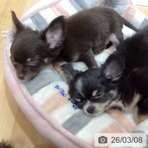 石川県のチワワ(ロング) (ペットプラス 新小松店/2025年12月19日生まれ/男の子/チョコレートタンホワイト)の子犬の3枚目の画像