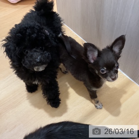 石川県のチワワ(ロング) (ペットプラス 新小松店/2025年12月19日生まれ/男の子/チョコレートタンホワイト)の子犬の4枚目の画像