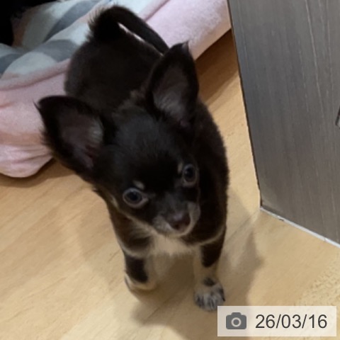 石川県のチワワ(ロング) (ペットプラス 新小松店/2025年12月19日生まれ/男の子/チョコレートタンホワイト)の子犬の3枚目の画像