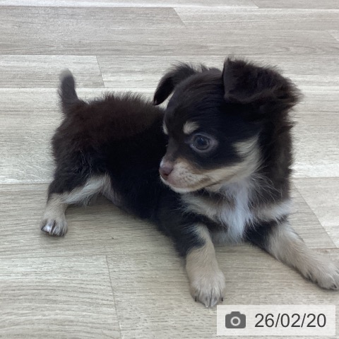 愛知県のチワワ(ロング) (ペットプラス みなと店/2025年12月19日生まれ/男の子/チョコレートタンホワイト)の子犬の4枚目の画像