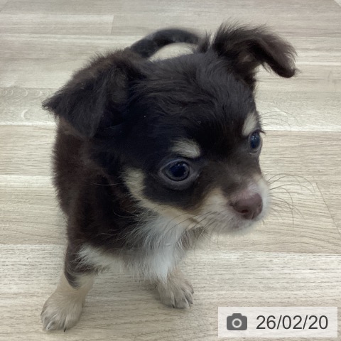 愛知県のチワワ(ロング) (ペットプラス みなと店/2025年12月19日生まれ/男の子/チョコレートタンホワイト)の子犬の3枚目の画像