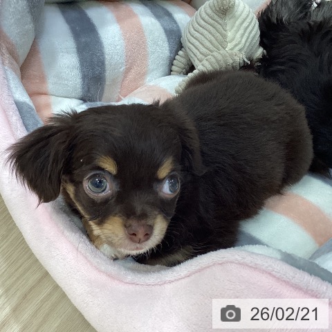 愛知県のチワワ(ロング) (ペットプラス イオンモール長久手店/2025年12月19日生まれ/女の子/チョコレートタンホワイト)の子犬の3枚目の画像