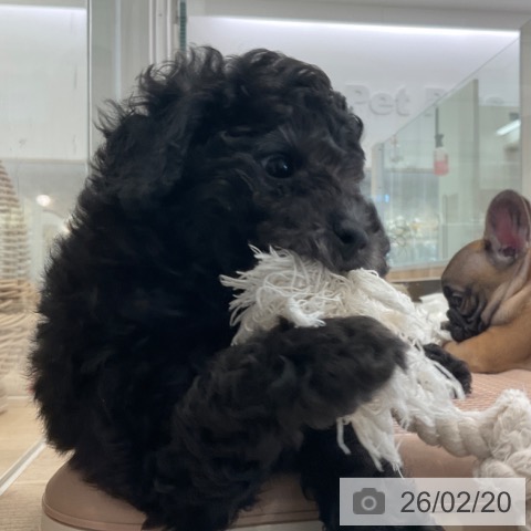 福岡県のトイプードル(トイ) (ペットプラス ららぽーと福岡店/2025年12月20日生まれ/男の子/シルバー)の子犬の4枚目の画像