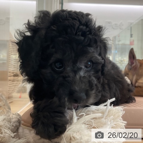 福岡県のトイプードル(トイ) (ペットプラス ららぽーと福岡店/2025年12月20日生まれ/男の子/シルバー)の子犬の3枚目の画像