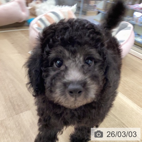 福岡県のトイプードル(トイ) (ペットプラス ららぽーと福岡店/2025年12月20日生まれ/男の子/シルバー)の子犬の4枚目の画像