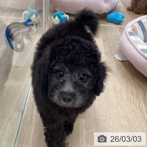 福岡県のトイプードル(トイ) (ペットプラス ららぽーと福岡店/2025年12月20日生まれ/男の子/シルバー)の子犬の3枚目の画像