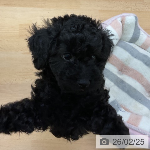 福岡県のトイプードル(トイ) (ペットプラス 福岡店/2025年12月20日生まれ/女の子/ブラック)の子犬の4枚目の画像