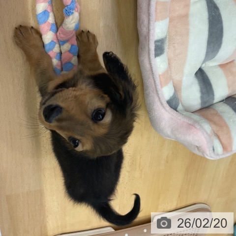 ミニチュア・ダックスフンドの写真