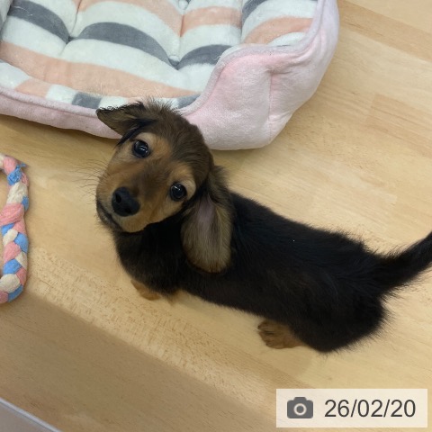 ミニチュア・ダックスフンドの写真