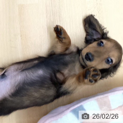 福岡県のミニチュアダックスフンド(ロング) (ペットプラス 黒崎店/2025年12月20日生まれ/男の子/レッド)の子犬の4枚目の画像