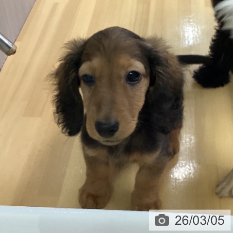 福岡県のミニチュアダックスフンド(ロング) (ペットプラス 黒崎店/2025年12月20日生まれ/男の子/レッド)の子犬の3枚目の画像