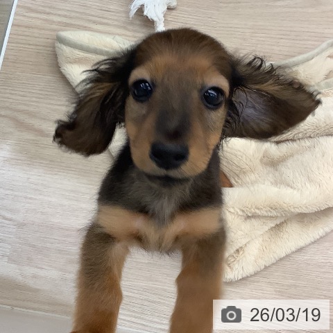 沖縄県のミニチュアダックスフンド(ロング) (ペットプラス 南風原店/2025年12月20日生まれ/男の子/レッド)の子犬の4枚目の画像