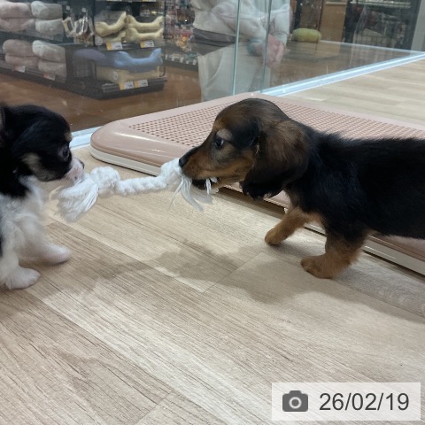 福岡県のミニチュアダックスフンド(ロング) (ペットプラス 八幡東店/2025年12月20日生まれ/男の子/レッド)の子犬の4枚目の画像