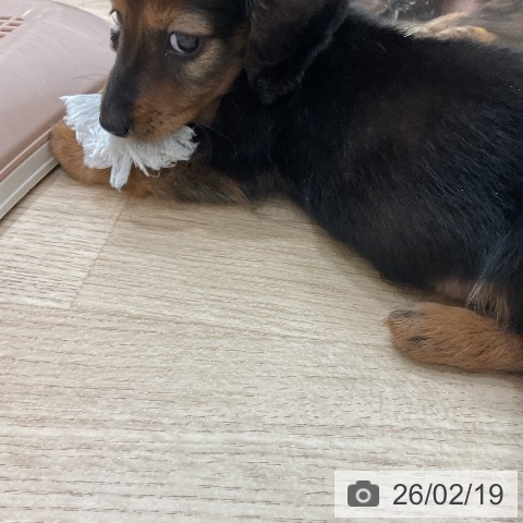 福岡県のミニチュアダックスフンド(ロング) (ペットプラス 八幡東店/2025年12月20日生まれ/男の子/レッド)の子犬の3枚目の画像