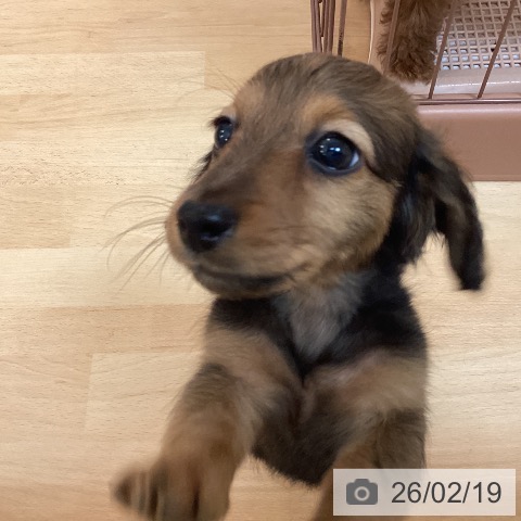 福岡県のミニチュアダックスフンド(ロング) (ペットプラス 福岡伊都店/2025年12月20日生まれ/女の子/レッド)の子犬の4枚目の画像