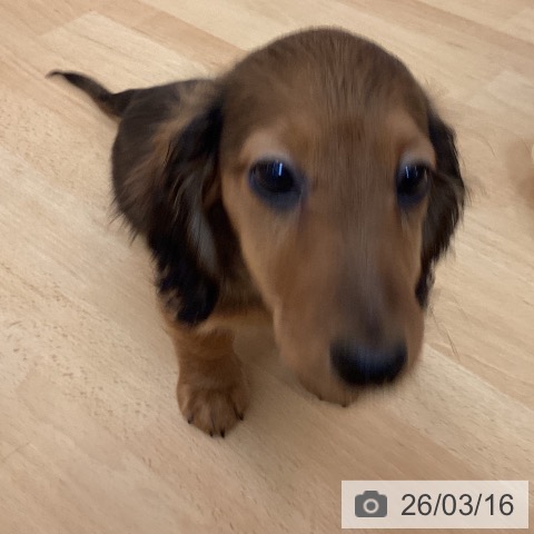 福岡県のミニチュアダックスフンド(ロング) (ペットプラス 福岡伊都店/2025年12月20日生まれ/女の子/レッド)の子犬の4枚目の画像