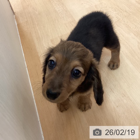 福岡県のミニチュアダックスフンド(ロング) (ペットプラス 福岡伊都店/2025年12月20日生まれ/女の子/レッド)の子犬の3枚目の画像