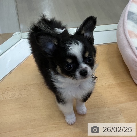 福岡県のチワワ(ロング) (ペットプラス 福岡店/2025年12月18日生まれ/男の子/ブラックタンホワイト)の子犬の4枚目の画像