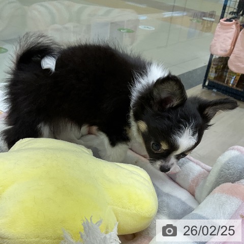 福岡県のチワワ(ロング) (ペットプラス 福岡店/2025年12月18日生まれ/男の子/ブラックタンホワイト)の子犬の3枚目の画像