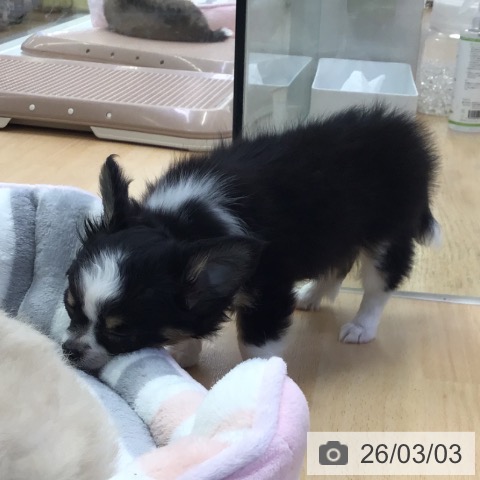 福岡県のチワワ(ロング) (ペットプラス 福岡店/2025年12月18日生まれ/男の子/ブラックタンホワイト)の子犬の3枚目の画像