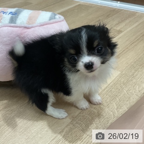 福岡県のチワワ(ロング) (ペットプラス 八幡東店/2025年12月18日生まれ/男の子/ブラックタンホワイト)の子犬の4枚目の画像
