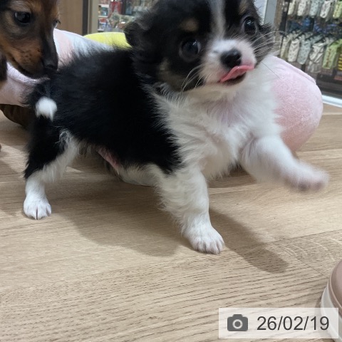 福岡県のチワワ(ロング) (ペットプラス 八幡東店/2025年12月18日生まれ/男の子/ブラックタンホワイト)の子犬の3枚目の画像