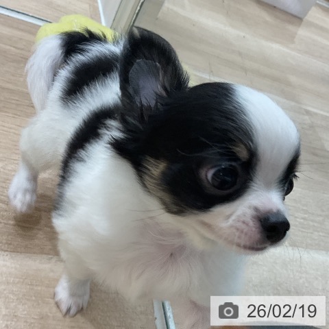 福岡県のチワワ(ロング) (ペットプラス 八幡東店/2025年12月18日生まれ/男の子/ホワイトブラックタン)の子犬の3枚目の画像