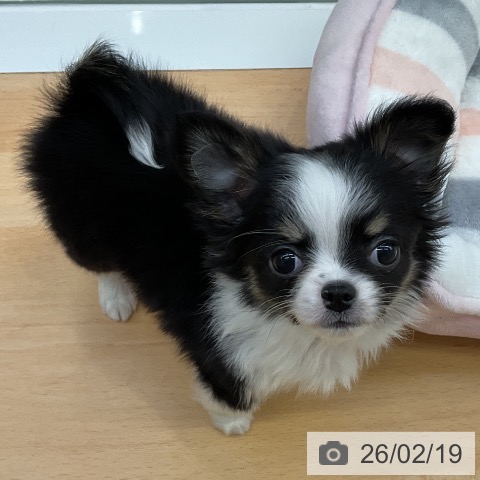 福岡県のチワワ(ロング) (ペットプラス 福岡店/2025年12月18日生まれ/女の子/ブラックタンホワイト)の子犬の4枚目の画像