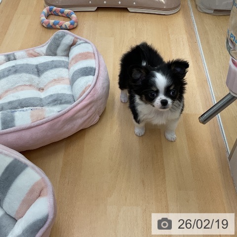 福岡県のチワワ(ロング) (ペットプラス 福岡店/2025年12月18日生まれ/女の子/ブラックタンホワイト)の子犬の3枚目の画像