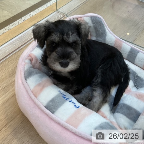 福岡県のミニチュアシュナウザー (ペットプラス ららぽーと福岡店/2025年12月24日生まれ/男の子/ソルトペッパー)の子犬の3枚目の画像