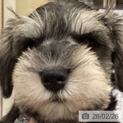 ミニチュア・シュナウザーの写真