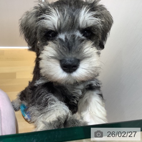 山梨県のミニチュアシュナウザー (ペットプラス 甲府昭和店/2025年12月24日生まれ/男の子/ソルトペッパー)の子犬の4枚目の画像