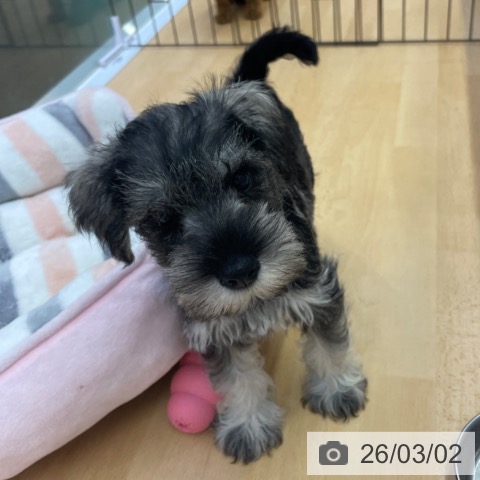 ミニチュア・シュナウザーの写真