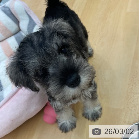 ミニチュア・シュナウザーの写真