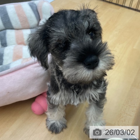 ミニチュア・シュナウザーの写真