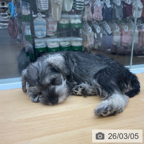 福岡県のミニチュアシュナウザー (ペットプラス MARK IS 福岡ももち店/2025年12月24日生まれ/女の子/ソルトペッパー)の子犬の3枚目の画像