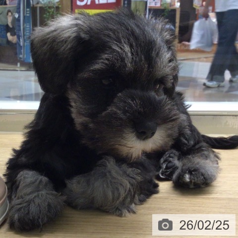 宮崎県のミニチュアシュナウザー (ペットプラス 宮崎店/2025年12月24日生まれ/女の子/ソルトペッパー)の子犬の3枚目の画像