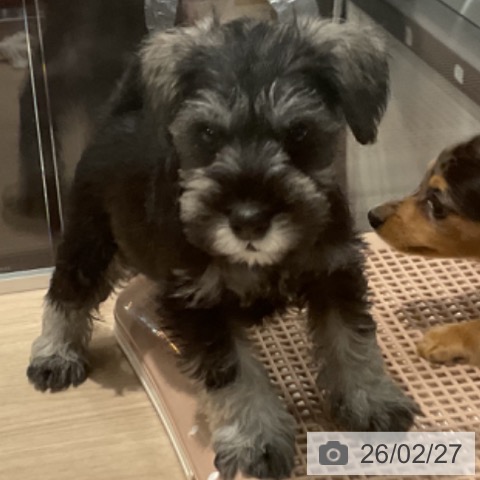 ミニチュア・シュナウザーの写真