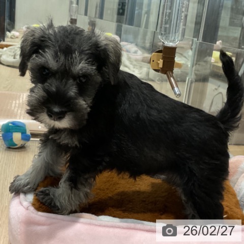 ミニチュア・シュナウザーの写真