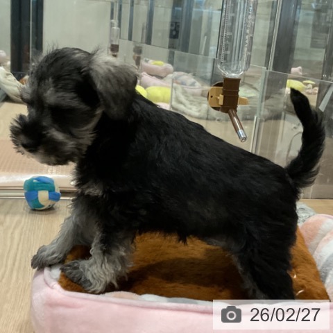 ミニチュア・シュナウザーの写真