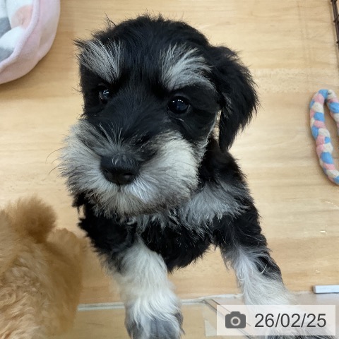 福岡県のミニチュアシュナウザー (ペットプラス 福岡店/2025年12月24日生まれ/女の子/ブラックシルバー)の子犬の4枚目の画像