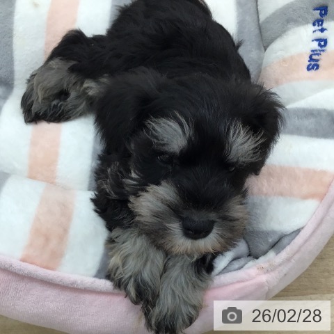福岡県のミニチュアシュナウザー (ペットプラス 春日店/2025年12月23日生まれ/男の子/ブラックシルバー)の子犬の4枚目の画像